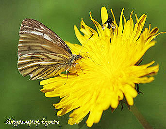Artogeia napi bryoniae